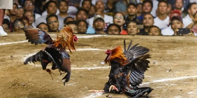 Lưu ý cần biết khi chọn kê chiến