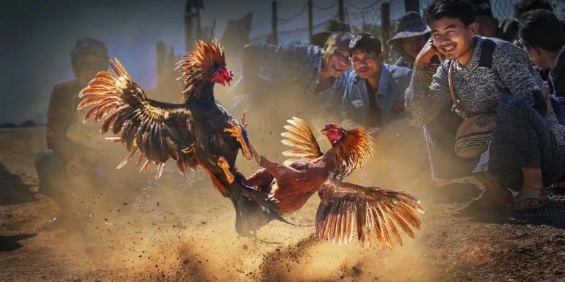 cách chọn gà chọi